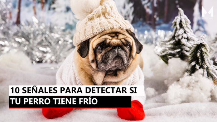 Señales para saber si tu perro tiene frío