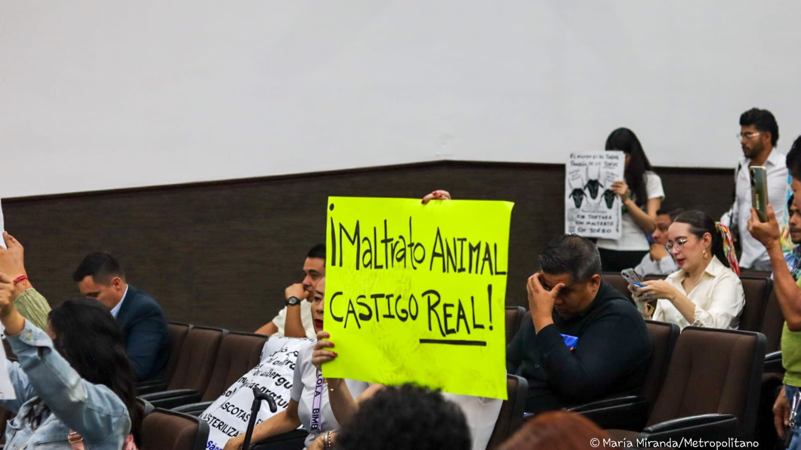 Activistas exigen sanciones más severas contra el maltrato animal ...